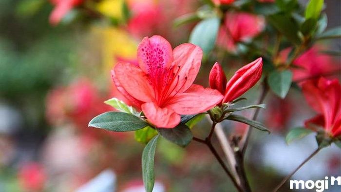 Cây trồng trong nhà vệ sinh