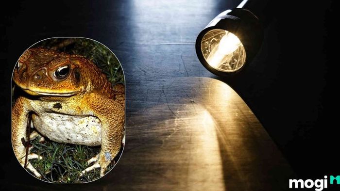 Cách Đuổi Cóc Ra Khỏi Nhà