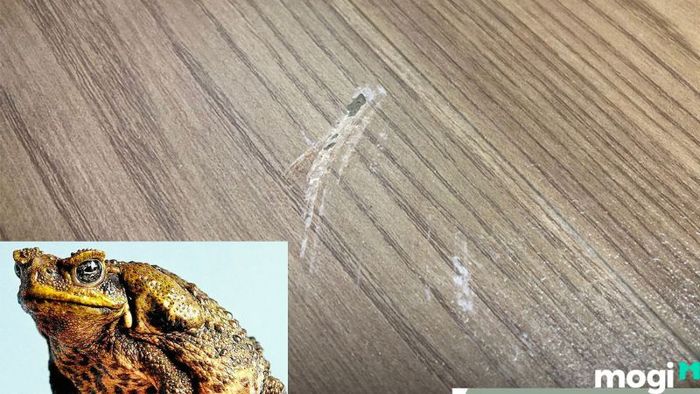 Cách Đuổi Cóc Ra Khỏi Nhà