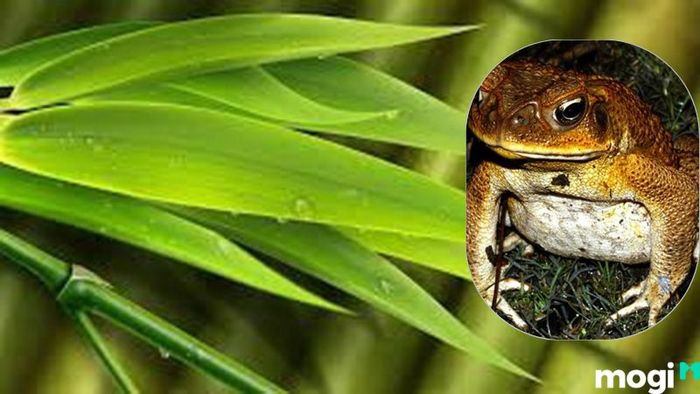 Cách Đuổi Cóc Ra Khỏi Nhà