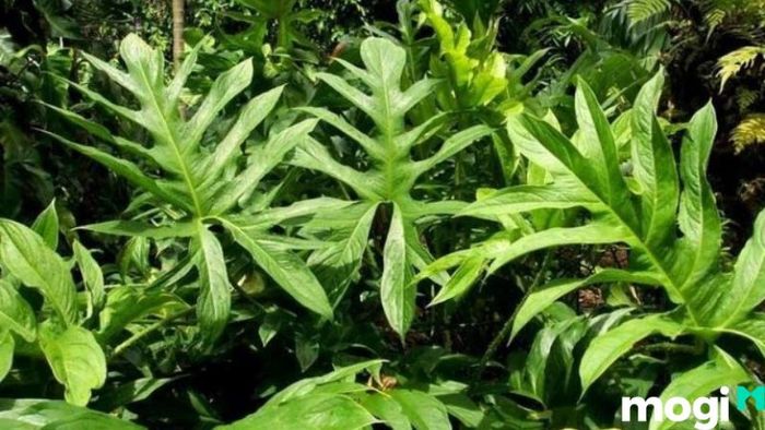 Ngày Tết Trùng Thập