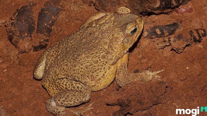 Cách Đuổi Cóc Ra Khỏi Nhà