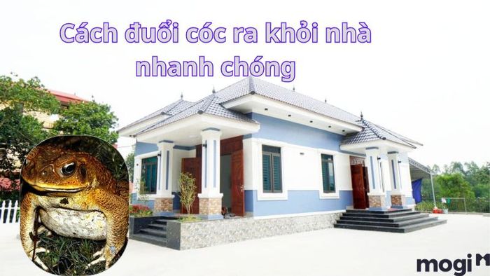 Cách Đuổi Cóc Ra Khỏi Nhà