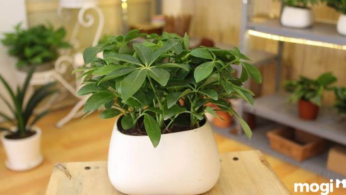 Cây trồng trong nhà vệ sinh