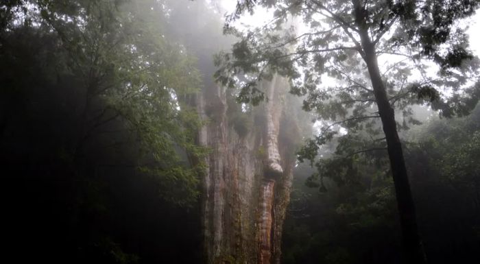 At the end of the Shuishan trail lies a 2,700-year-old Taiwan cypress tree, an awe-inspiring sight for hikers.