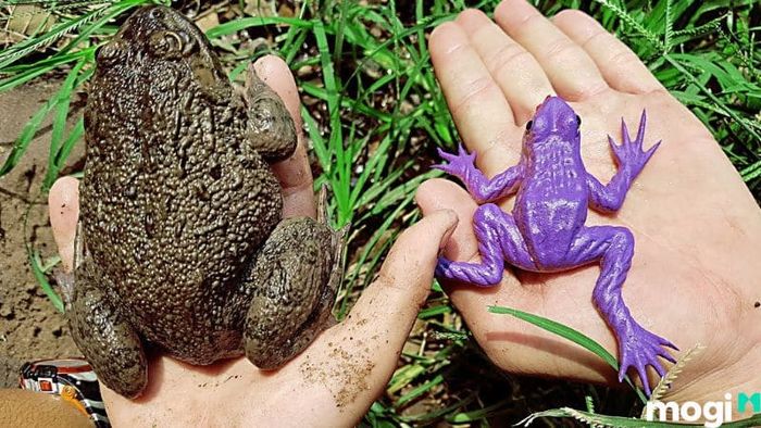 Cách Đuổi Cóc Ra Khỏi Nhà