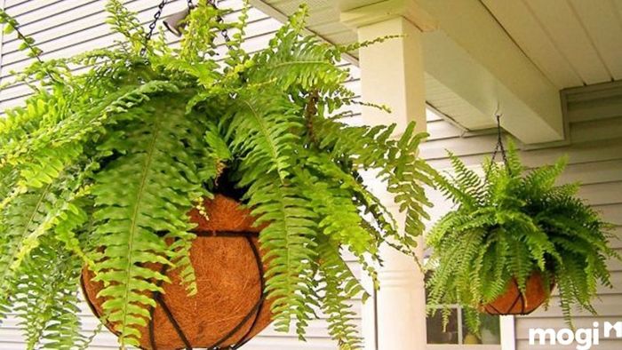 Cây trồng trong nhà vệ sinh
