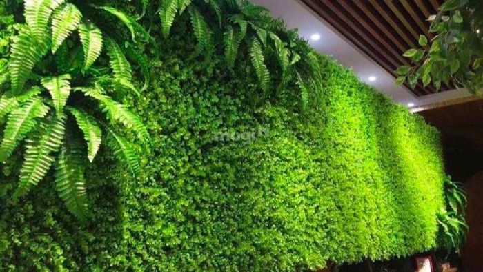 Trang trí tường quán cafe bằng cây xanh để tạo không gian mát mẻ