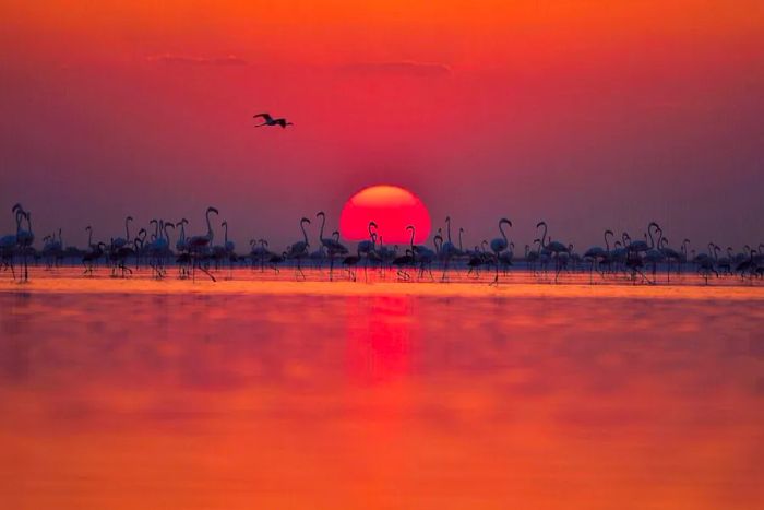 Flamingos frequently visit Lake Tuz, located near Konya.