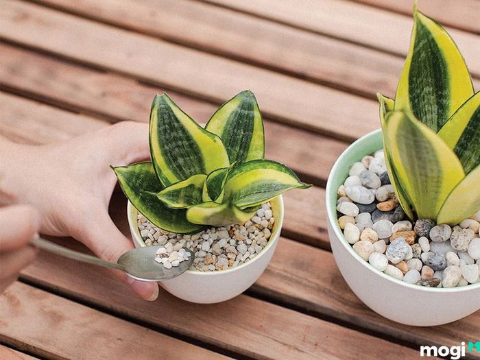 Cách xua đuổi rắn ra khỏi nhà hiệu quả