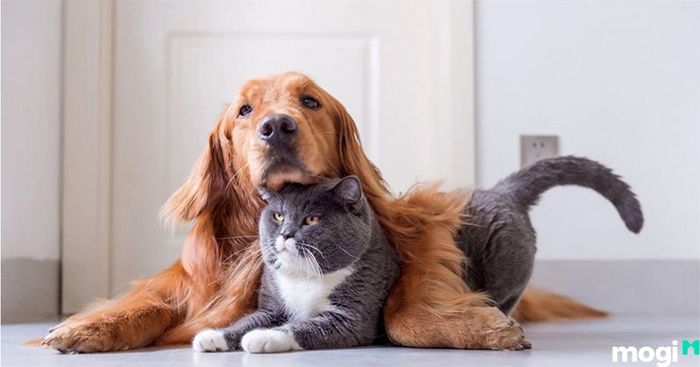 Cách phòng tránh rắn xâm nhập vào nhà hiệu quả