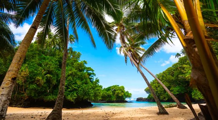 A tropical beach in Samoa, framed by palm trees and a brilliant blue sky, awaits in the South Pacific.