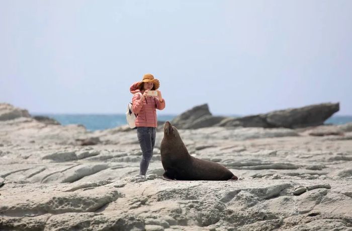 A tourist photographs a New Zealand fur seal at the Kaikoura Seal Colony on the South Island. Visitors are being asked to pledge to respect wildlife.