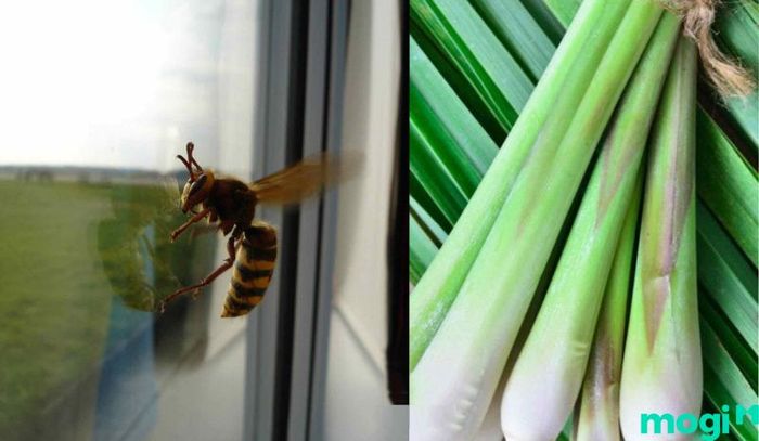 Sả được xem là “khắc tinh” của nhiều loại côn trùng, trong đó có ong.