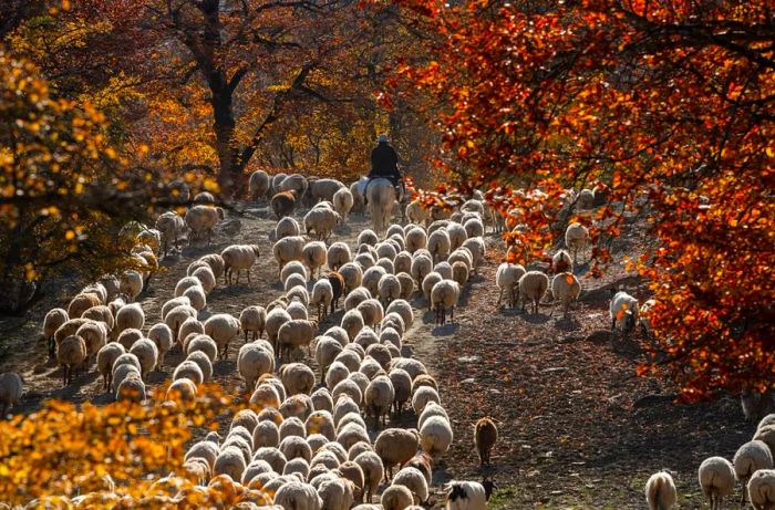 Azerbaijani carpets are primarily crafted from the wool of sheep.