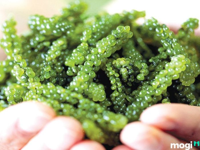 cách bảo quản rong nho