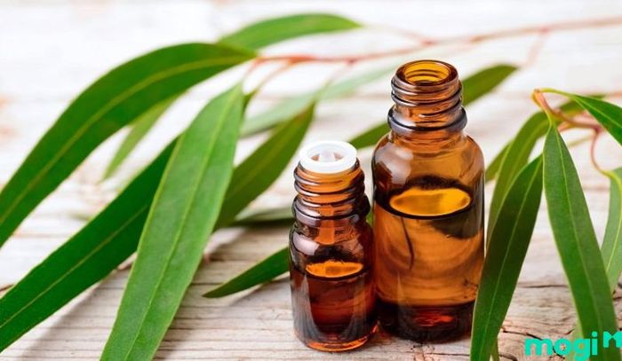 Tinh dầu bạch đàn là một trong những giải pháp tự nhiên giúp xua đuổi ong hiệu quả.