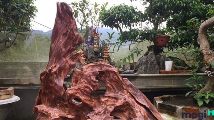 Gỗ Ngọc Am thực sự là loại gỗ gì?