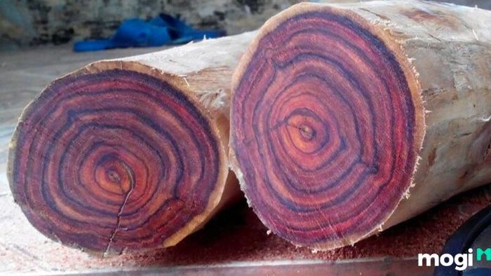 Gỗ Ngọc Am là loại gỗ gì?