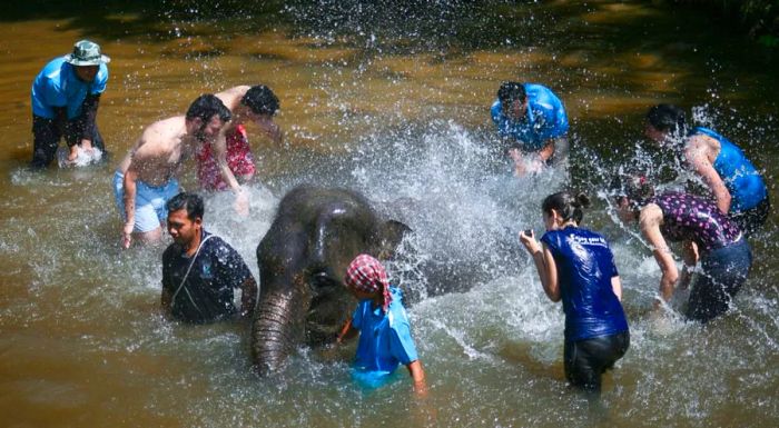 Kuala Gandah Elephant Sanctuary stands out as the only facility of its kind in Malaysia.