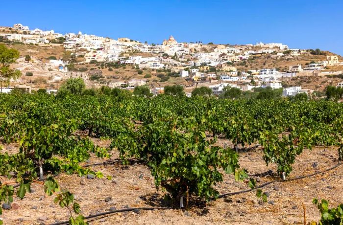 The island is famed for its assyrtiko wine, which thrives in the rich volcanic soil.