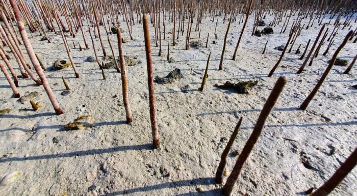 The gray mangrove roots develop clusters of tube-like structures that rise above the water, allowing the plant to breathe.