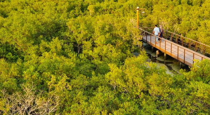 Jubail Mangrove Park offers an unexpected green retreat amid the deserts of Abu Dhabi.