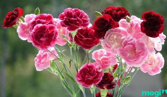 Cẩm chướng đứng ở vị trí thứ 2 trong danh sách những loài hoa dành tặng người yêu
