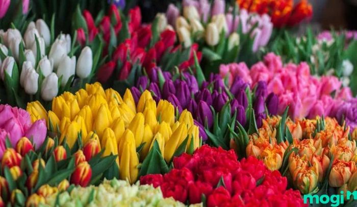 Tulip là loài hoa đứng ở vị trí thứ 4 trong danh sách những loài hoa tặng người yêu