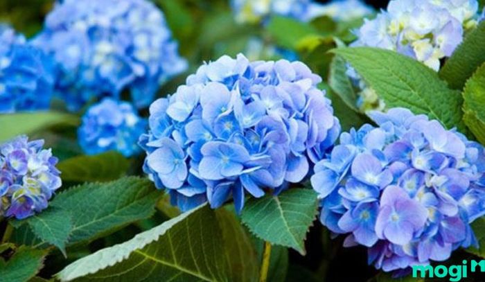 Hoa cẩm tú cầu là biểu tượng của lòng biết ơn sâu sắc
