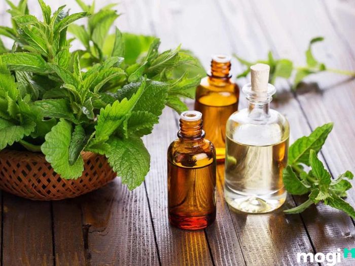 cách đuổi kiến cánh