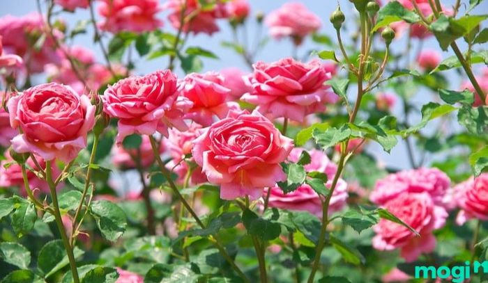 Hoa hồng chính là sự chọn lựa hoàn hảo nhất