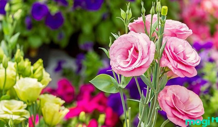 Hoa Cát Tường cũng là sự lựa chọn phổ biến khi tặng hoa cho người yêu