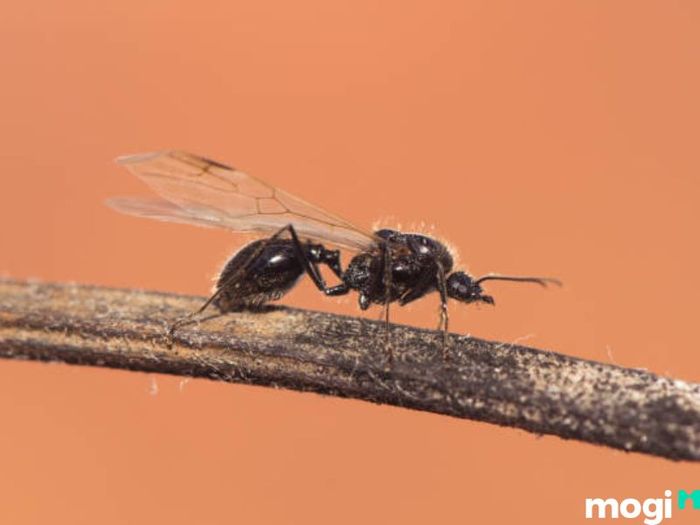 Cách để loại bỏ kiến cánh