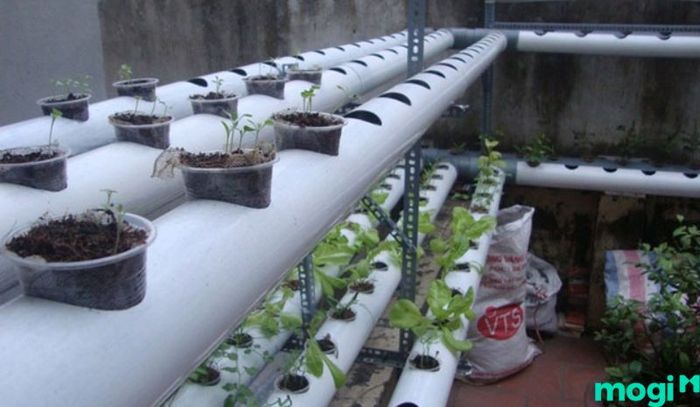 Giàn tầng ống nước trồng rau trên sân thượng