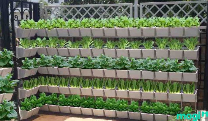 Trồng rau trên sân thượng theo hình thức module đứng rất thẩm mỹ và ấn tượng