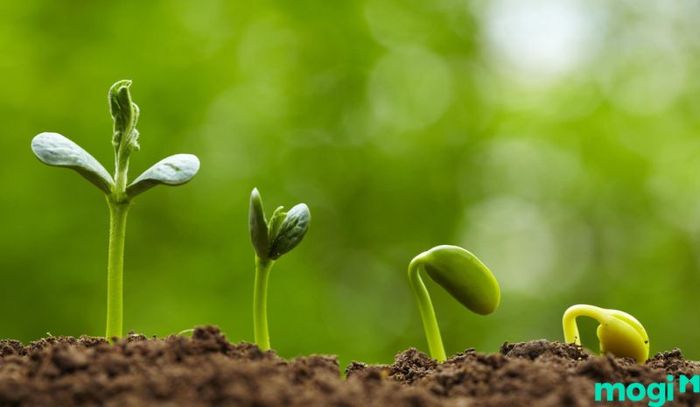 Gieo hạt là một bước cực kỳ quan trọng trong quá trình trồng rau trên sân thượng, giúp khởi đầu cho sự phát triển của cây.