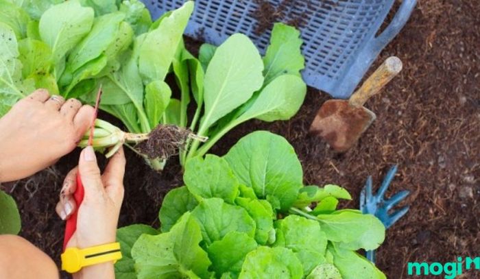 Thu hoạch là bước quan trọng nhất và cũng là phần thưởng cho công sức bạn đã bỏ ra trong suốt quá trình trồng rau trên sân thượng.