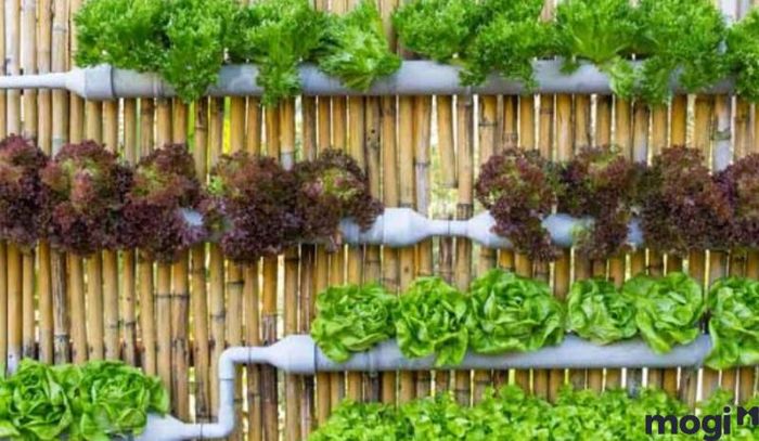 Trồng rau trên sân thượng theo kiểu treo tường