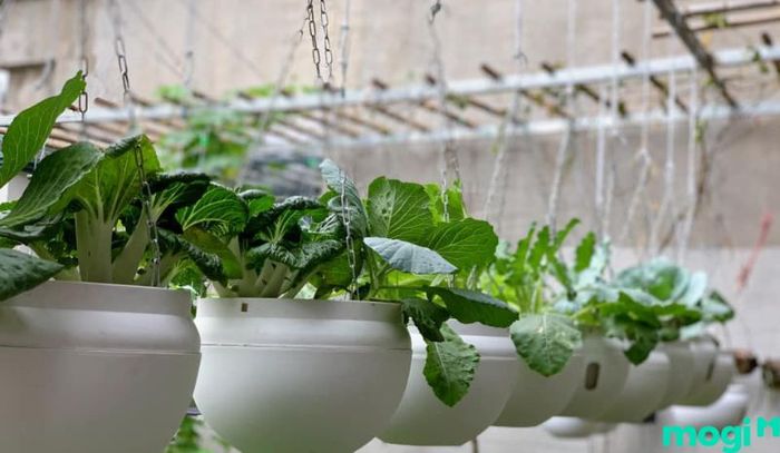 Trồng rau trên sân thượng theo giàn treo