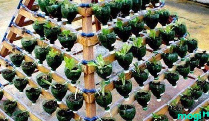 Tháp rau dạng đứng hình kim tự tháp