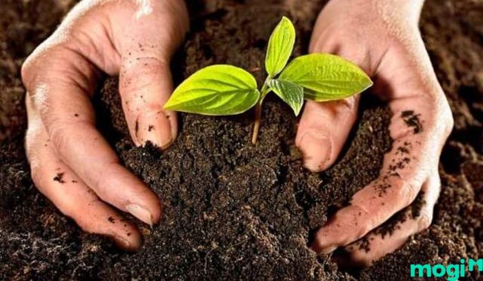 Chăm sóc là giai đoạn quan trọng và đòi hỏi nhiều thời gian và sự chú ý để rau có thể phát triển khỏe mạnh trên sân thượng.