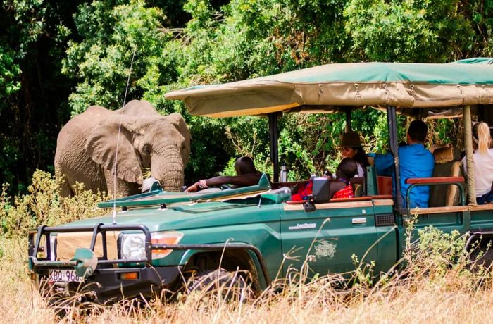 Jeeps are frequently surrounded by herds of elephants in the midst of their breeding season.