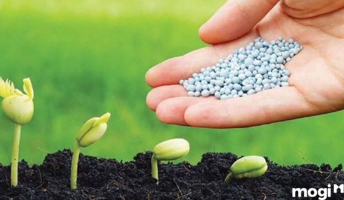 Để việc trồng rau trên sân thượng mang lại hiệu quả cao, bạn cần đặc biệt lưu tâm đến việc chọn phân bón phù hợp cho từng loại rau.