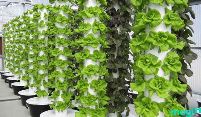 Mô hình tháp rau trồng theo dạng đứng