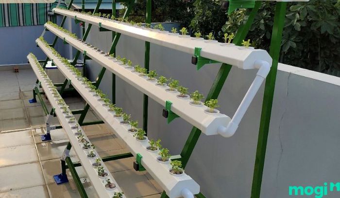 Trồng rau trên sân thượng với kiểu thiết kế hình bán chữ A, mang lại sự gọn gàng và thuận tiện.