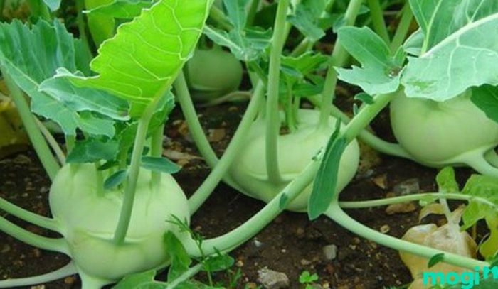 Đảm bảo chuẩn bị đầy đủ đất, nước và phân bón khi trồng rau để đạt hiệu quả tốt nhất.