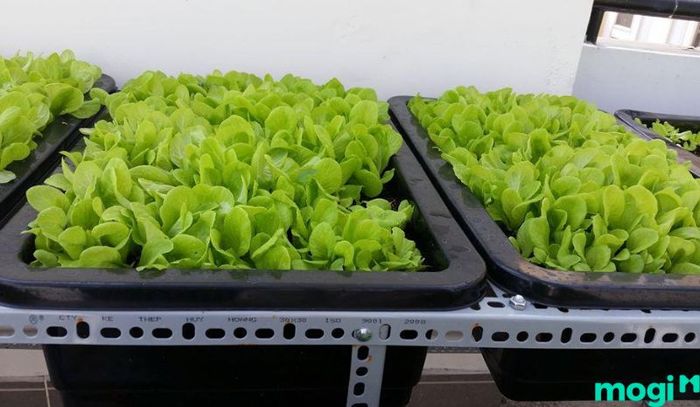 Trồng rau trên sân thượng bằng thùng nhựa