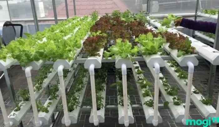 Trồng rau theo kiểu giàn tầng giúp tiết kiệm không gian và tối ưu hóa diện tích trồng.