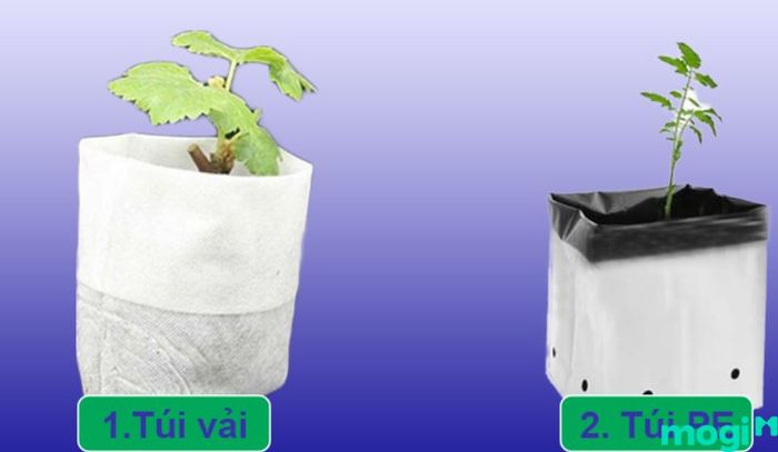 Trồng rau trên sân thượng với túi vải